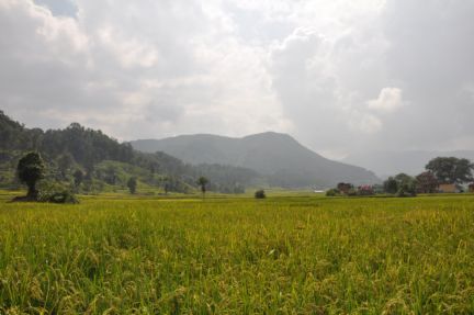 ktm01 rice-field.jpg